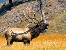 4k elk wallpapers top free 4k elk