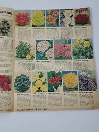 Nurseries Seed Bulb Flower Catalog