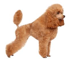 poodle dog breed facts and