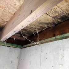 This mold can be black, green, brown, or orange. Basement Decontamination Basement Cleaning Ecorenov