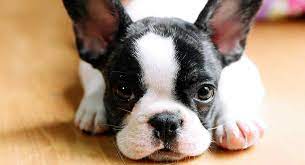 teacup boston terrier what s this tiny