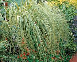 9 New And Unusual Ornamental Grasses