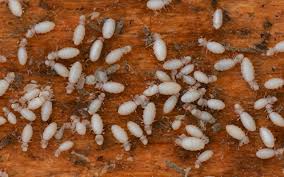 wood mites inspection eradication