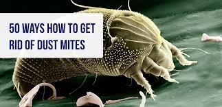 dust mites 50 ways to kill dust mites