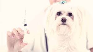 The Pros And Cons Of Heartworm Shots Petcarerx