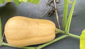 when to pick your cucurbits the timberjay