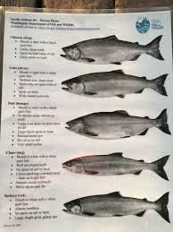 Pnw Salmon Id Guide Salmon Species Black Gums Salmon