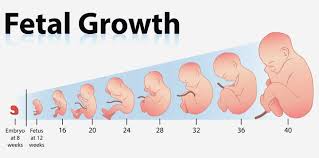 Growth Chart Fetal Length And Weight Week By Week Fetal