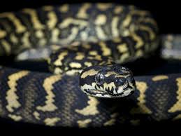jungle carpet python care tips