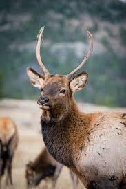 bull elk in the rockies 4k wallpaper