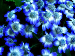 Maybe you would like to learn more about one of these? Meaning Of Blue Flowers Cityflowersindia
