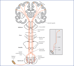 somatic motor and sensory pathways