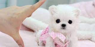 It's no wonder they can fetch thousands of dollars apiece. If You Love Animals Never Buy A Teacup Dog The Dodo