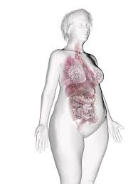 Vector illustration of isolated on white woman s body with gastric tract color image and colon organ. Illustration Of An Obese Woman S Internal Organs Photograph By Sebastian Kaulitzki Science Photo Library