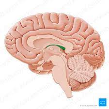 third ventricle brain anatomy