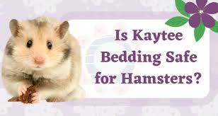 Is Kaytee Bedding Safe For Hamsters 7