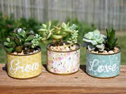 How To Grow Succulents In A Pot Without