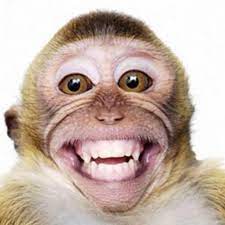 All of the images can be downloaded and used for free since they are all licensed under the open pexels license. Funny Monkey Home Facebook