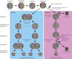 meiosis an overview sciencedirect