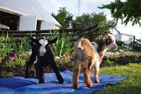 goat yoga at the amish farm and house