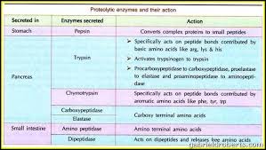 13 Expository Protein Absorption Rate Chart