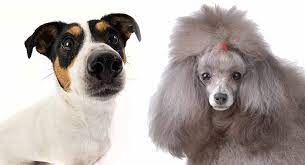 Your jackapoo puppy could inherit more characteristics of the poodle, or more of the jack russell terrier. Jackapoo A Complete Guide To The Jack Russell Poodle Mix