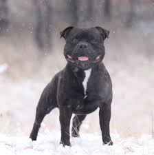 the puppy staffordshire bull terrier in