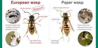 Wasp Identification Guide Related Keywords Suggestions