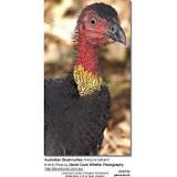 what-is-a-group-of-bush-turkeys-called