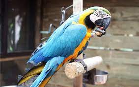 13 types of parrots you can have as