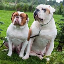The scott line was bred for greater agility and athleticism. American Bulldog Breed Information Characteristics Heath Problems Dogzone Com