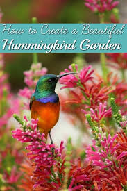 Beautiful Hummingbird Garden