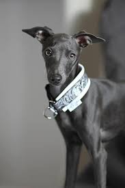 Adopt or surrender an italian greyhound throughout the united states, learn about volunteer opportunities, or reach out to your local italian greyhound rescue organization for. Long Legs In The Park Greyhound Community Meetup