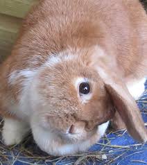 Not sure about food puzzles? Head Tilt In A Rabbit Pdsa