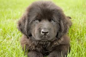 What Is The Size Of A Newfoundland Dog Monthly