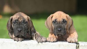 These pups are super friendly and do very well with little children, plus are also very playful! Great Dane Price Temperament Life Span