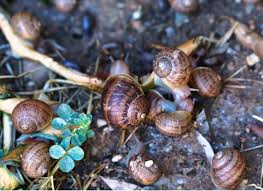 organic slug snail control 10 ways