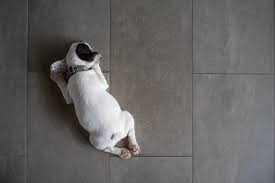 Dog From Your Tile And Grout