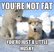 Animal memes - You&#39;re just a little husky | FunnyMeme.com via Relatably.com