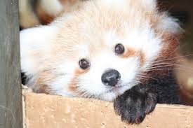 red panda bear facts and pictures
