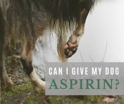 Can I Give My Dog Aspirin For A Limp Uses For Aspirin In