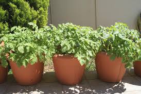 The surplus potatoes also couldn't just be. Growing Potatoes In Containers How To Grow Potatoes In Pots Balcony Garden Web