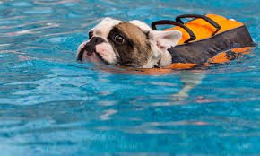The french bulldog is quite stubborn and can be challenging to train, yet also surprisingly sensitive, remembers what he learns, and responds swimming pool owners must exercise caution: French Bulldogs And Swimming French Bulldog Breed