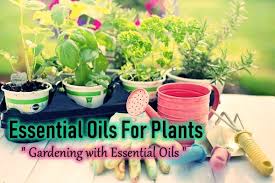 What Essential Oils Are Good For Plants