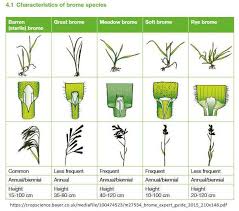 Management Guide for Bromus sterilis (sterile brome) Species ...