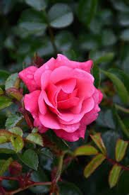 flower carpet pink supreme rose