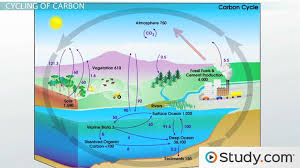 carbon nitrogen cycle overview