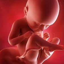 Le fœtus à 6 semaines de grossesse