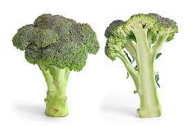 Broccoli gambar png