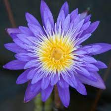 ultra violet water lily pre order
